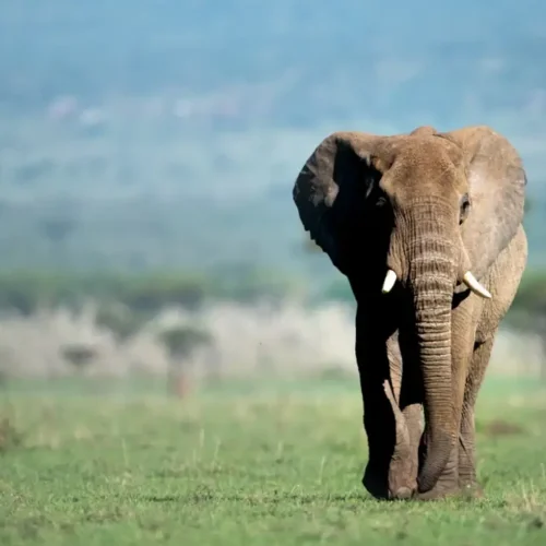 Kenya