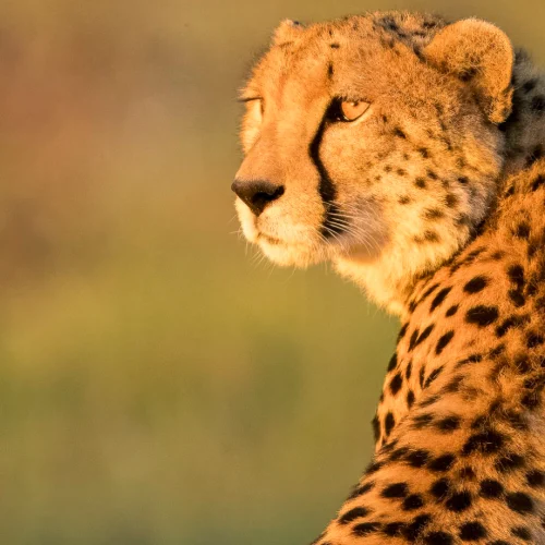 Kenya