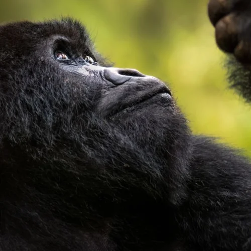 Uganda