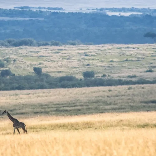 Tanzania