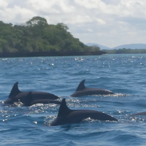 Kisite Mpunguti Marine Park And Reserve
