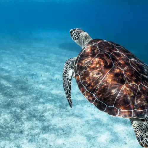 Mombasa Marine National Park & Reserve