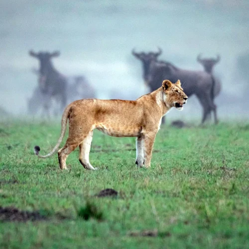 African Safari FAQs