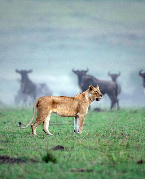 Tanzania Guide