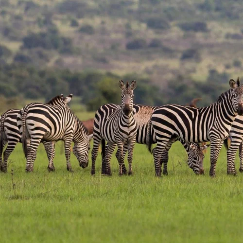 Akagera National Park
