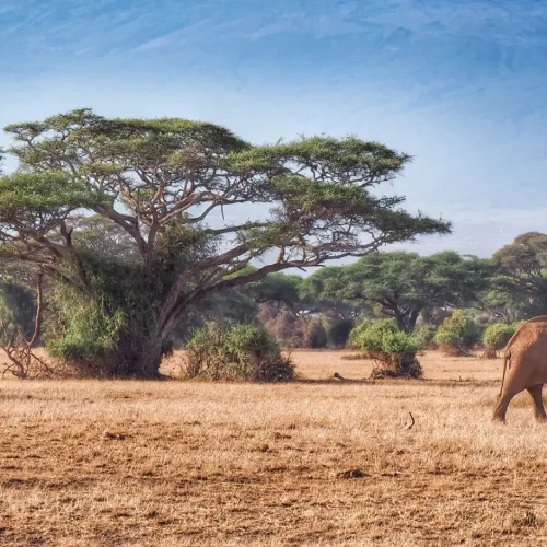 Amboseli National Park