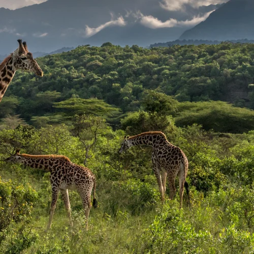 Arusha National Park