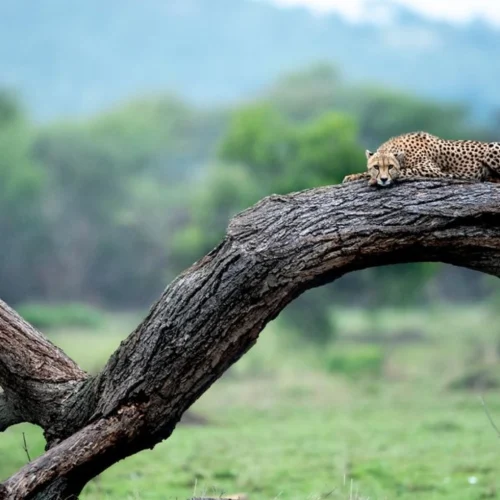 Best Time to Visit Africa