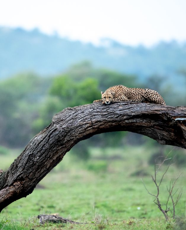 Tanzania Guide
