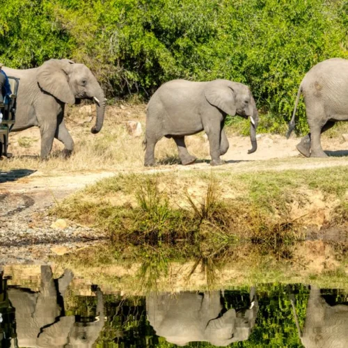 Big 5 Safari