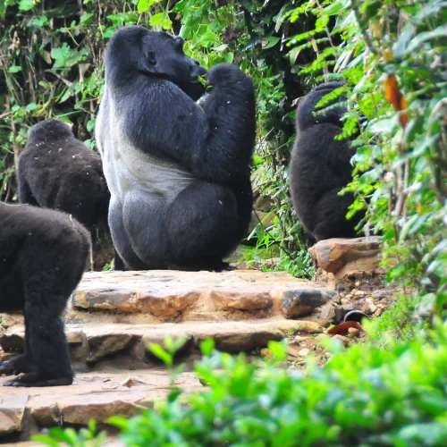 Bwindi Impenetrable Forest National Park