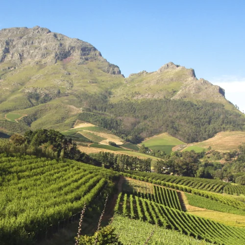 Cape Wine lands