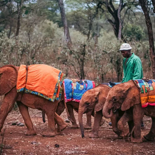David Sheldrick Elephant Orphanage