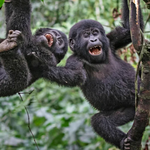 Gombe Stream National Park
