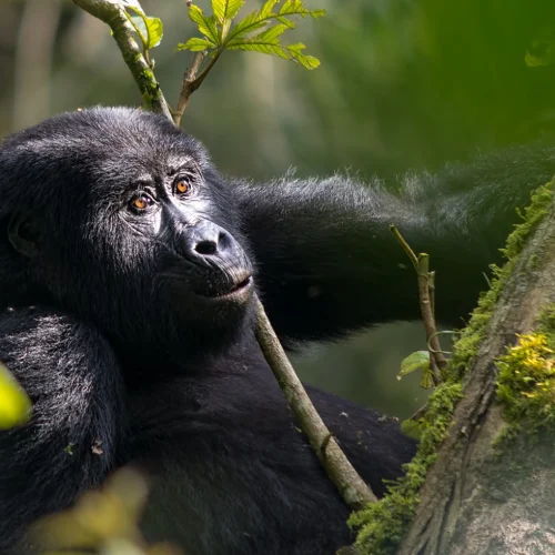 Gorilla Tracking