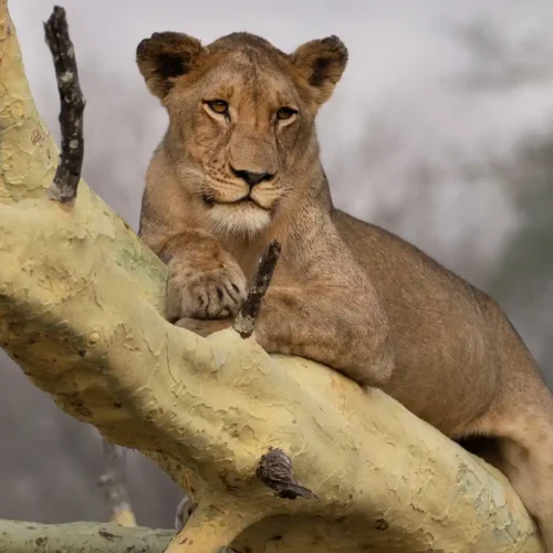 Gorongosa National Park