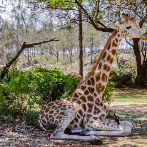 Haller Park Sanctuary