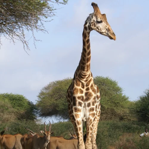 Haller Park Sanctuary