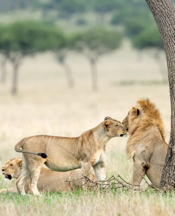 Walking Safari Image