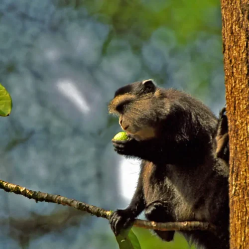 Kakamega Forest Reserve