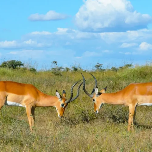 Kisumu Impala Sanctuary