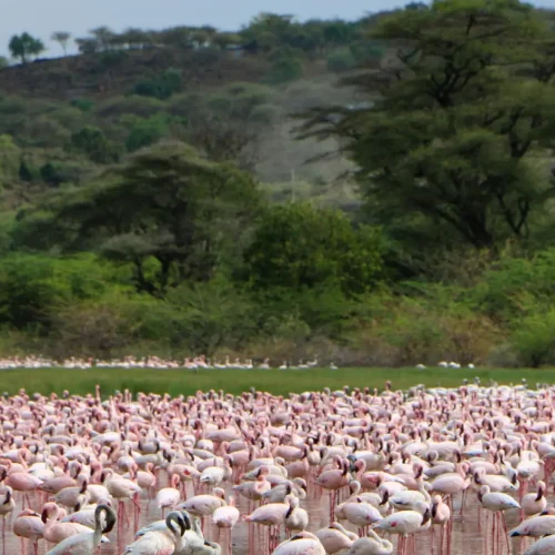 Lake Bogoria National Reserve