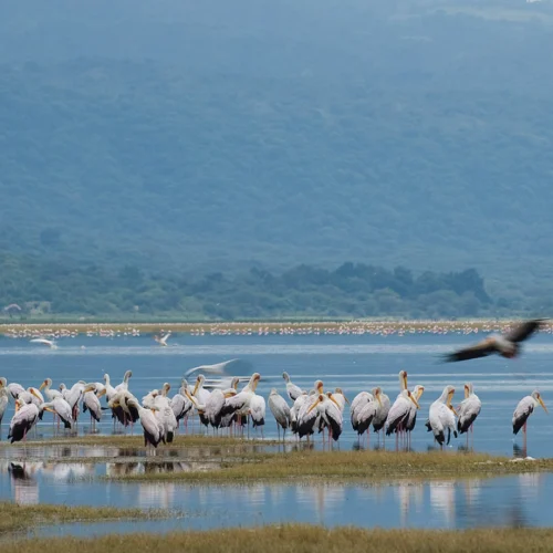 Lake Manyara National Park