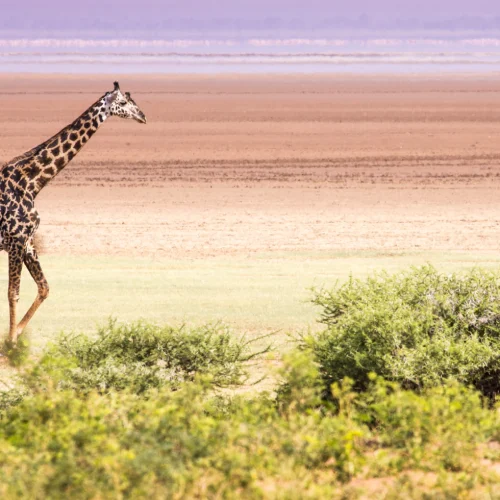 Lake Manyara National Park