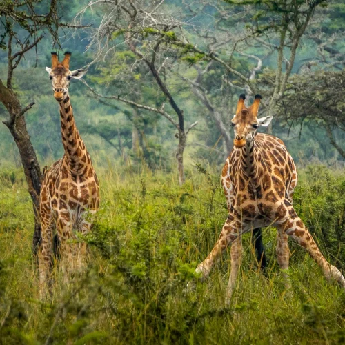 Lake Mburo National Park