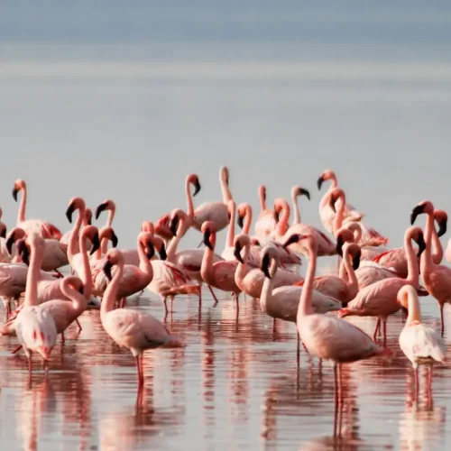 Lake Nakuru National Park