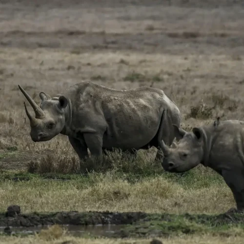Lewa Conservancy