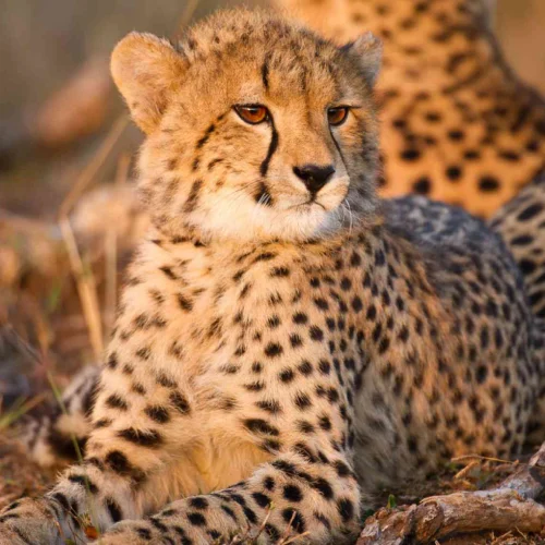 Luxury Safari