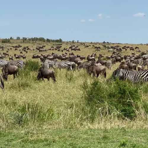 Masai Mara Game Reserve