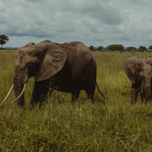 Mikumi National Park