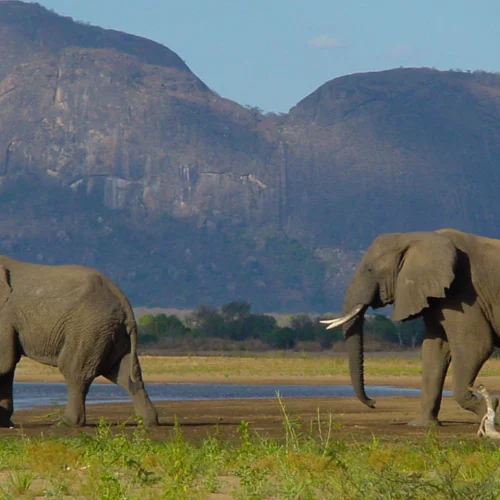 Niassa Reserve