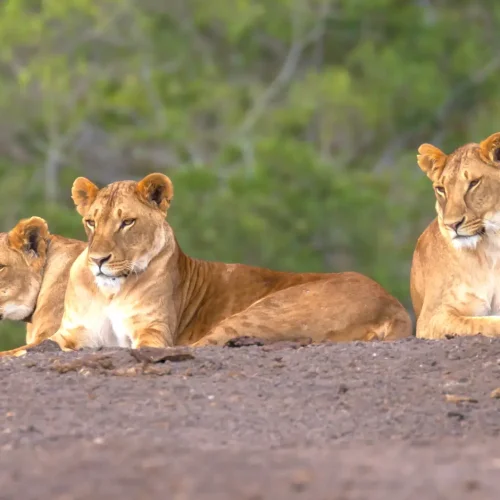 Ol Pejeta Wildlife Sanctuary