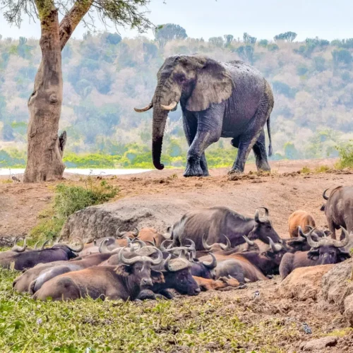 Queen Elizabeth National Park