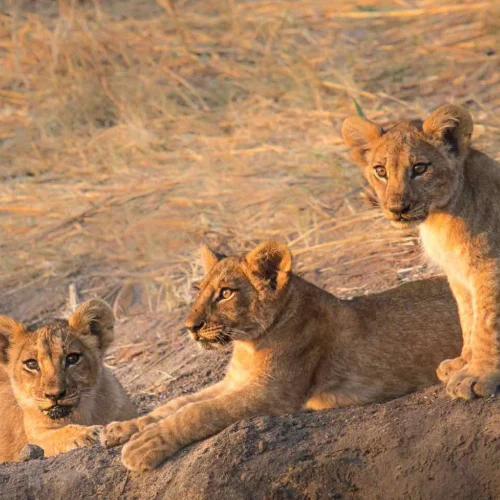 Ruaha National Park