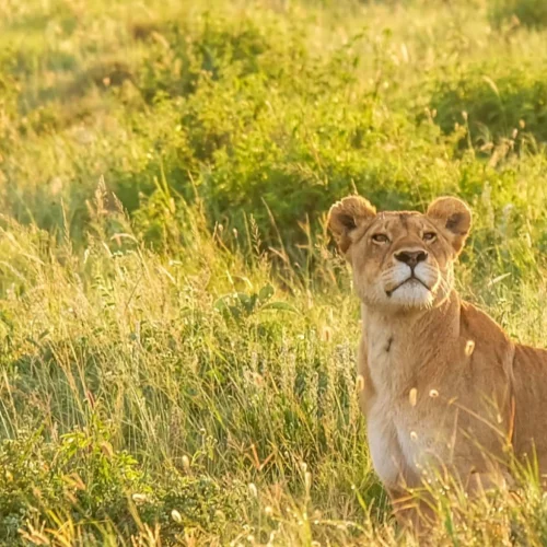 Saadani National Park