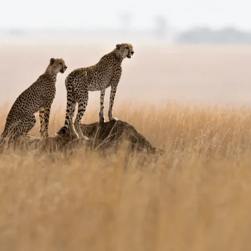 Samburu Game Reserve