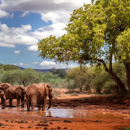 Tsavo East National Park