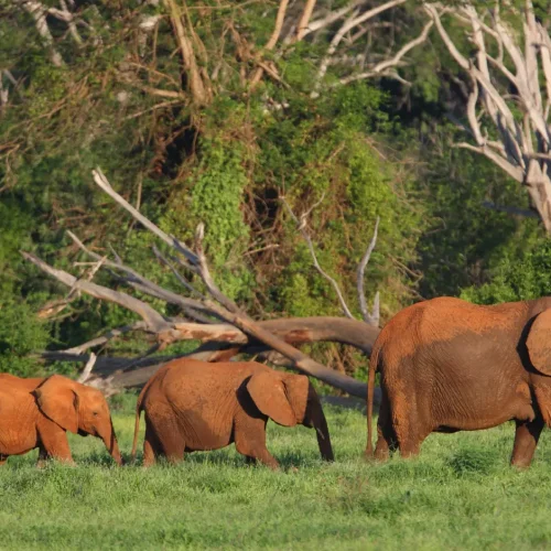 Tsavo West National Park