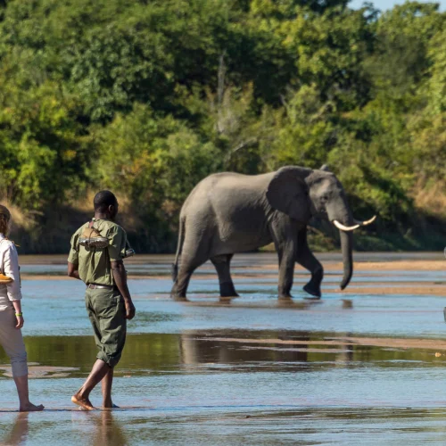 Walking Safari