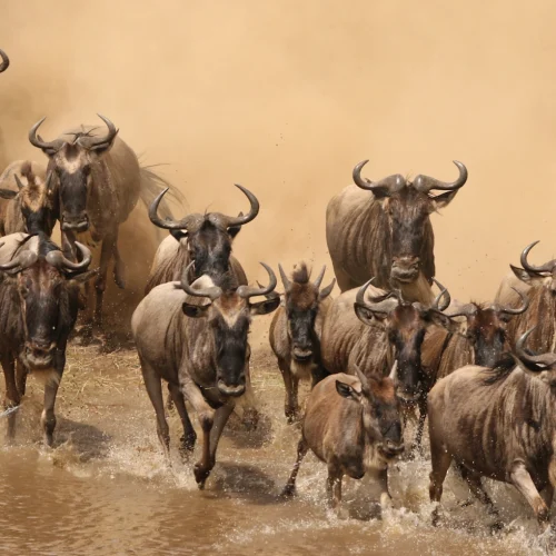 Wildebeest Migration safari