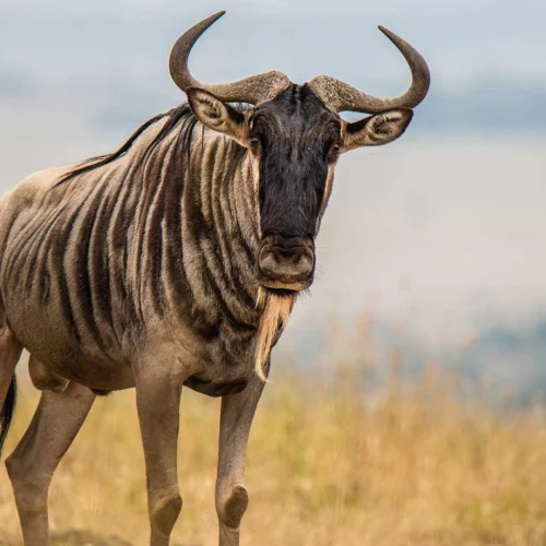 Nairobi National Park