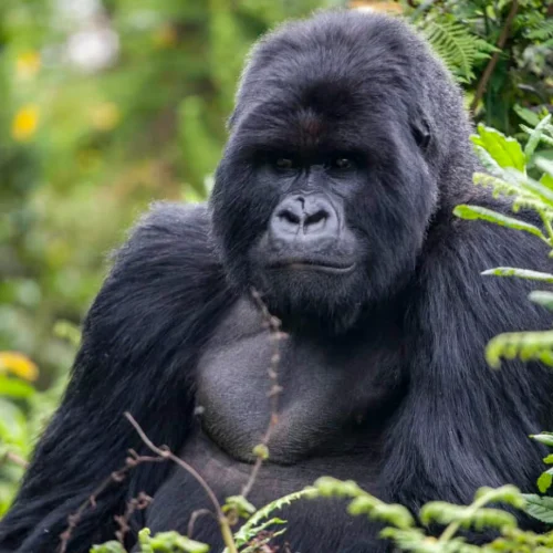 Rwanda