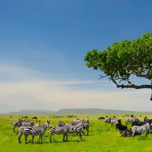 Tanzania